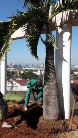 New Palm Tree